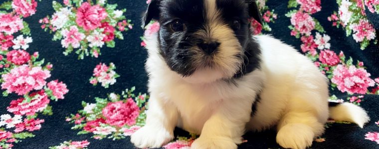 ❤️シーズー・女の子・ののかちゃん❤️