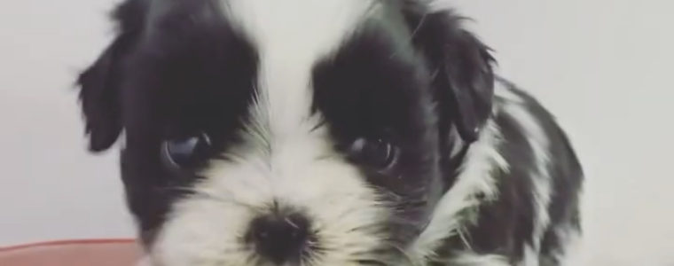 ❤️シーズー・女の子・かれんちゃん❤️