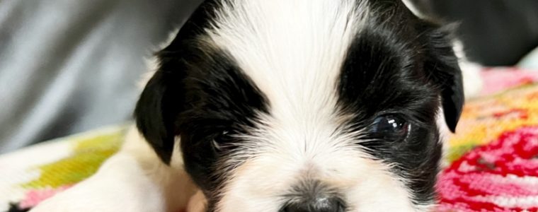 ❤️白黒シーズー・女の子・らんちゃん❤️