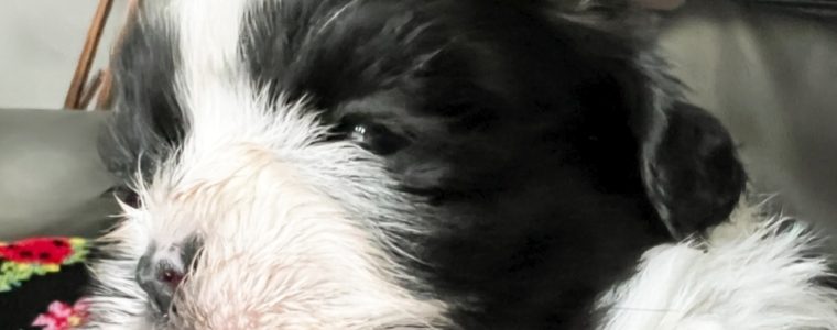 ❤️白黒シーズー・女の子・レディちゃん❤️