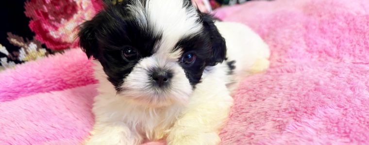 ❤️シーズー・ホワイト＆ブラック・男の子・エリート君❤️