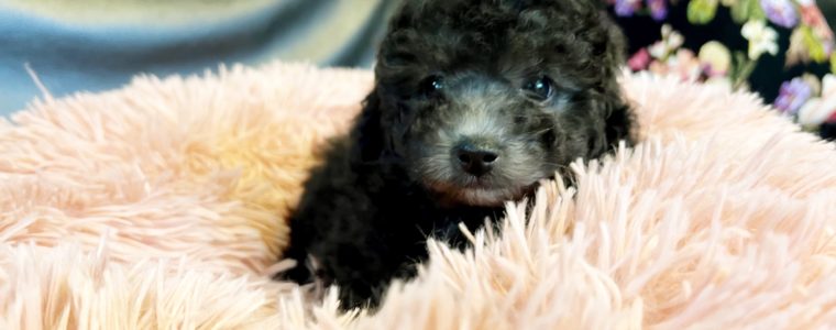 ❤️トイ･プードル・シルバー・ジル君❤️