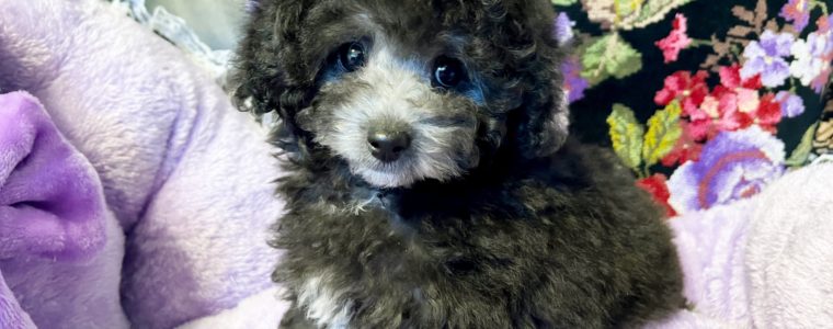 ❤️トイ･プードル・シルバー•もなかちゃん❤️