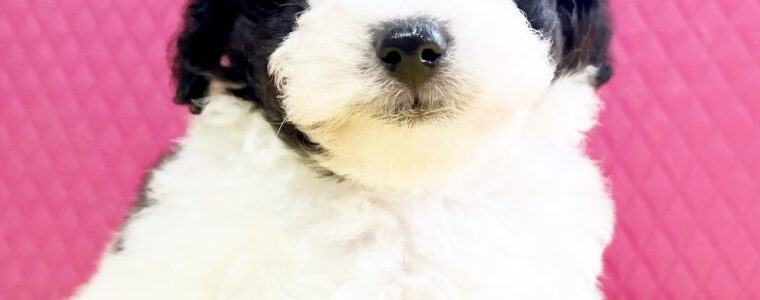 ❤️トイ･プードル・男の子・ソフィー君❤️