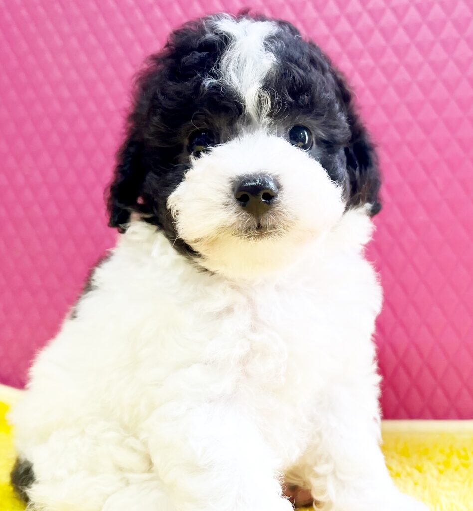 ♥トイプードル・ソフィー君♥