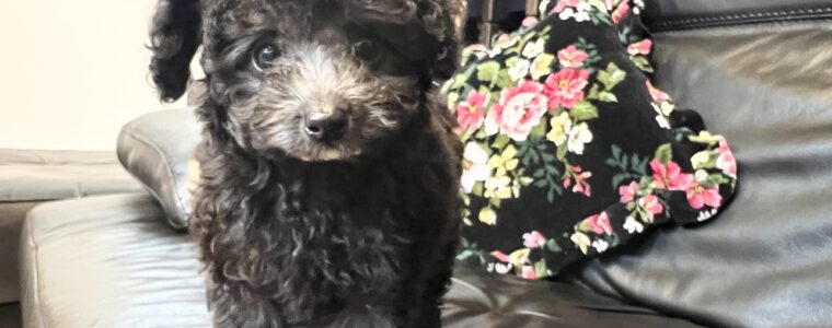 ❤️トイ･プードル・男の子•ジル君❤️