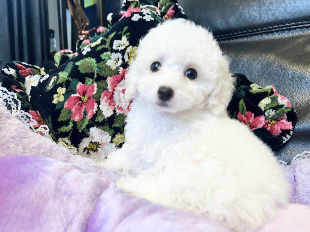 ❤️トイ･プードル・ファニーちゃん❤️