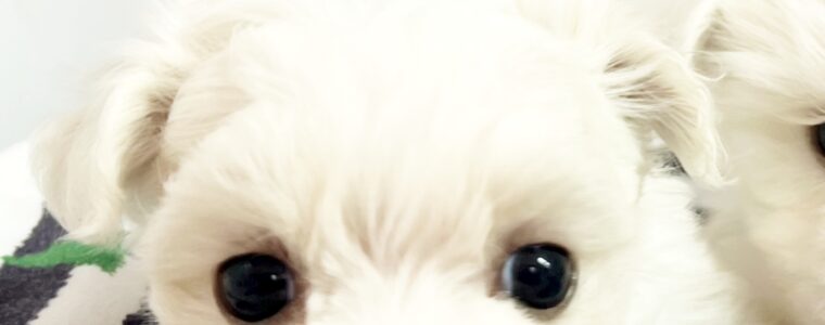 ❤️マルチーズ・女の子・モネちゃん❤️