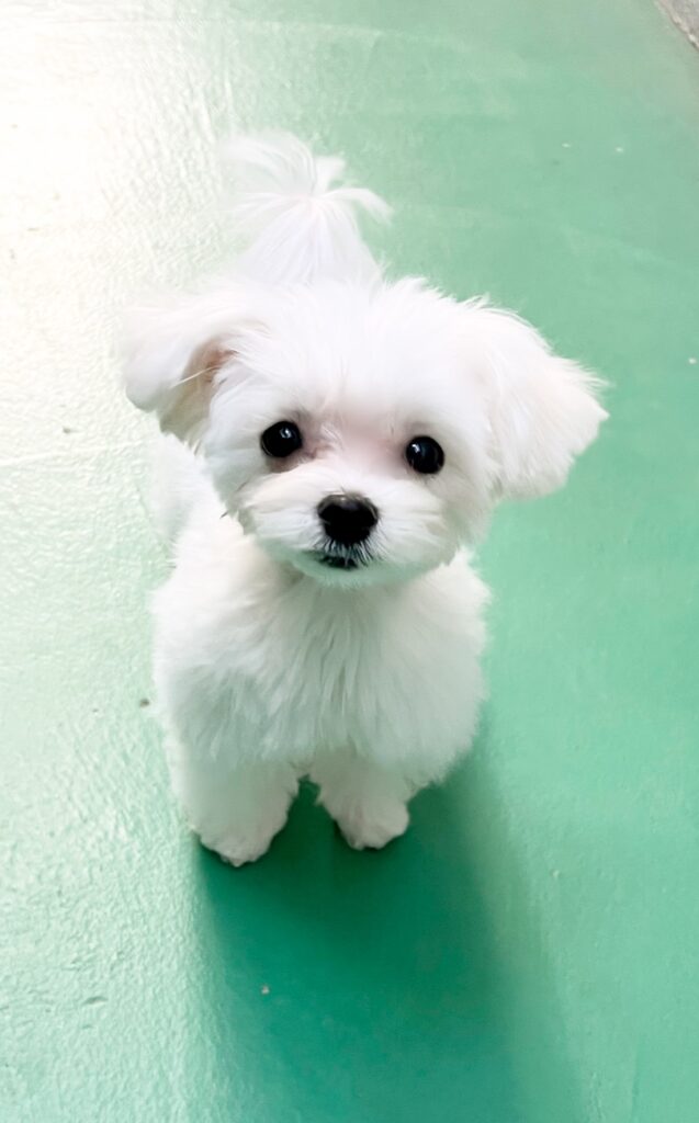 ♥マルチーズ・ネネちゃん♥