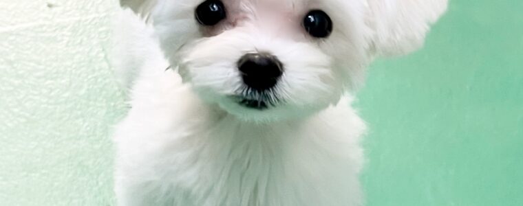 ❤️マルチーズ・女の子・ネネちゃん❤️