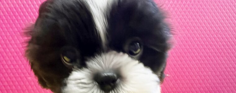 ❤️シーズー❤️ホワイト＆ブラック❤️リズム君❤️