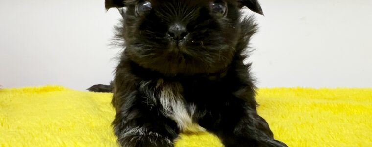 ❤️シーズー❤️ブラック❤️あんちゃん❤️