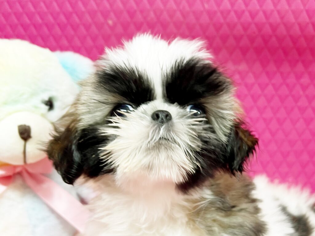 ♥シーズー・たい君♥