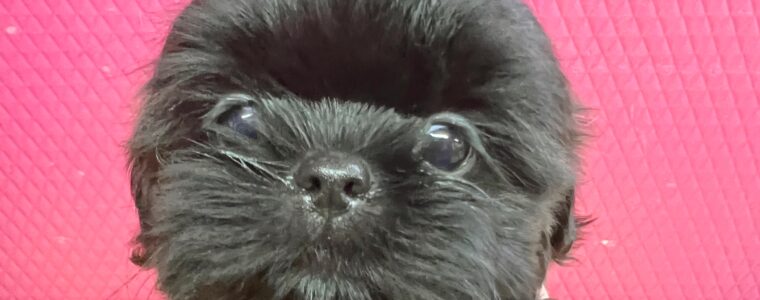 ❤️シーズー❤️グレー❤️ビートくん❤️