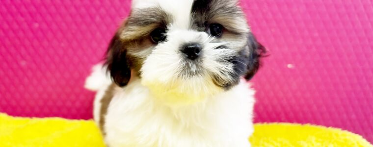 ❤️シーズー❤️ホワイト＆ゴールド❤️タンゴちゃん❤️