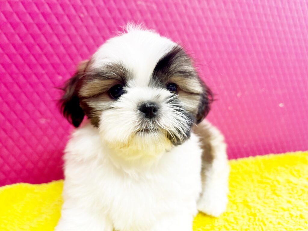 ♥シーズー・タンゴちゃん♥