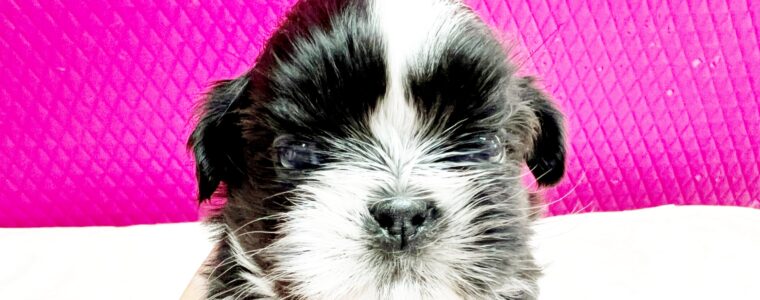 ❤️シーズー❤️ホワイト＆ブラックゴールド❤️かぶ君