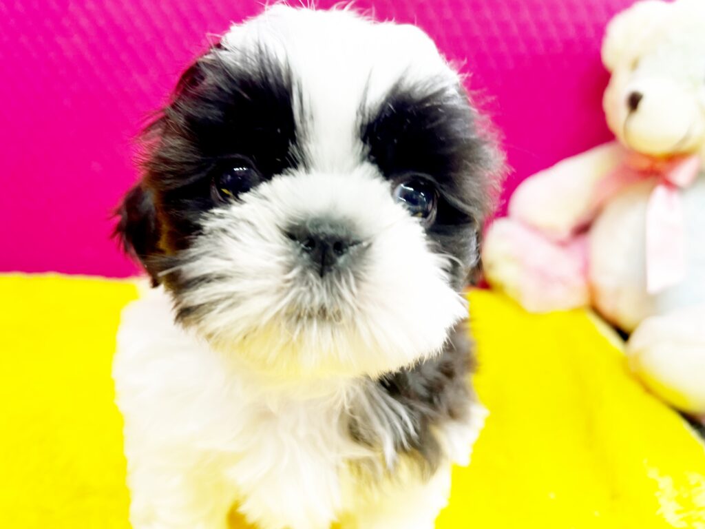 ♥シーズー・とろろ君♥