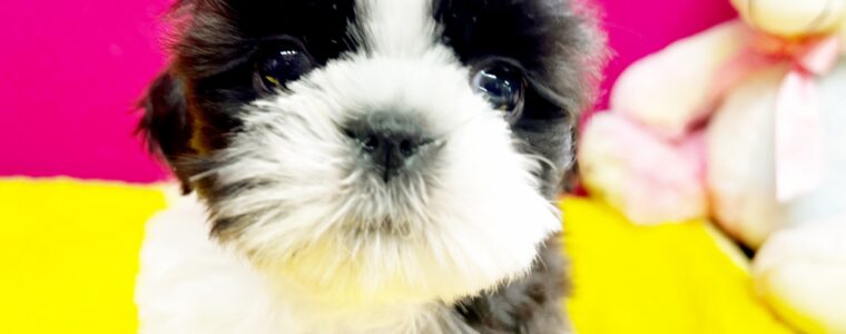 ❤️シーズー❤️ブラックゴールド＆ホワイト❤️とろろ君