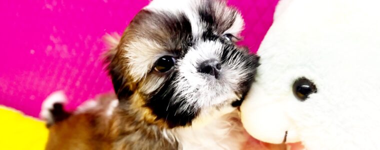 ❤️シーズー❤️ゴールド＆ホワイト❤️あげくん