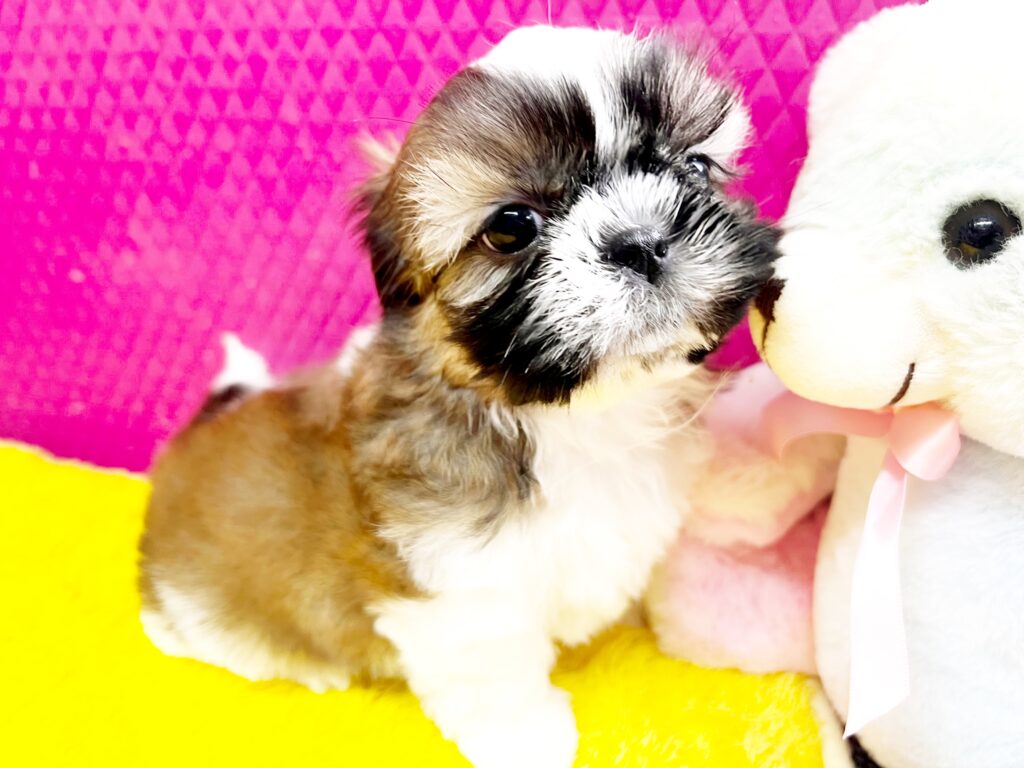 ♥シーズー・あげ君♥