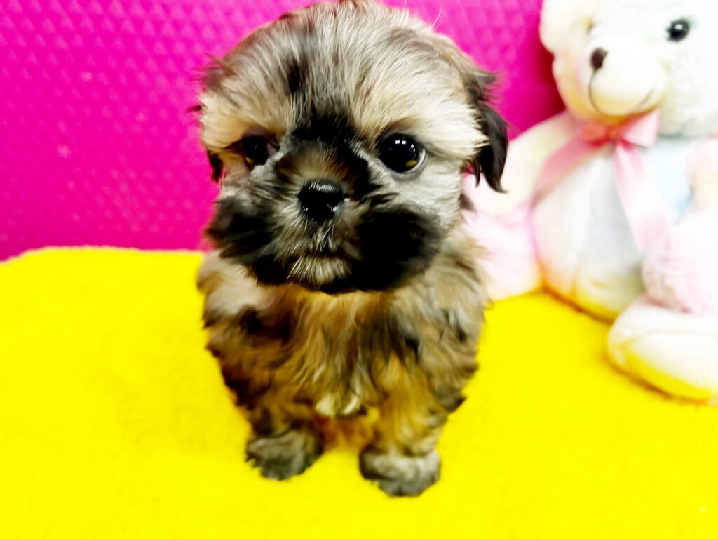 ♥シーズー・がんも君♥