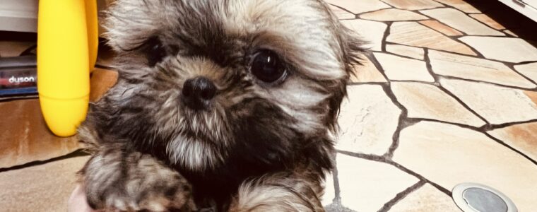 ❤️シーズー❤️ゴールド❤️がんも君