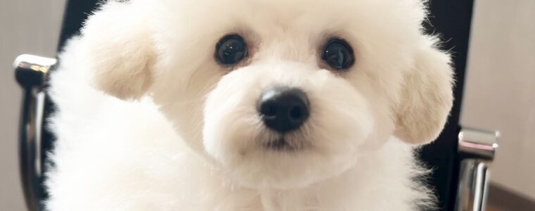 ❤️トイ･プードル・男の子•ナッツ君❤️