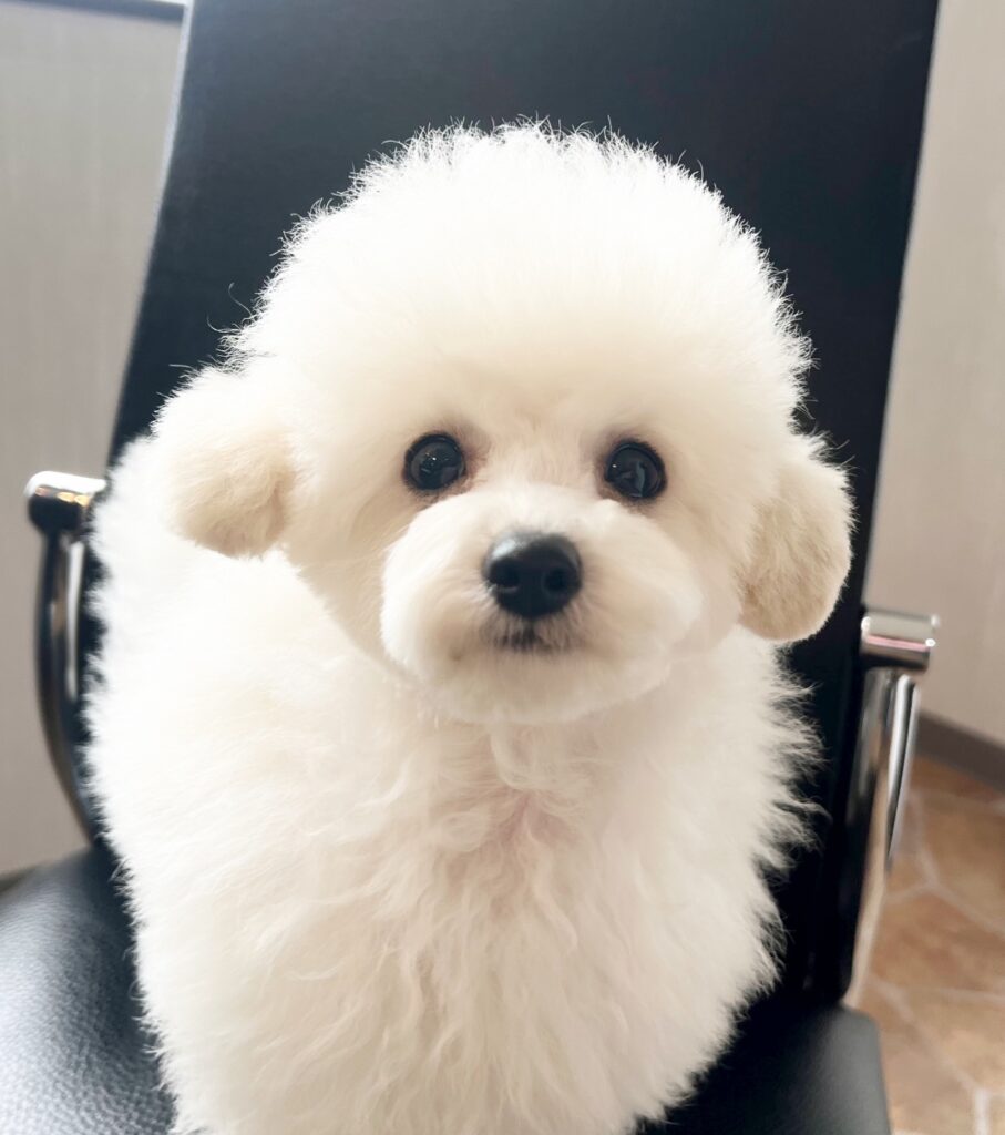 ♥トイプードル・シャオ君♥